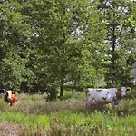 Oaza święty Spokój - Tiny House Z Balią I Jacuzzi Przy Rzece Narew * Rogozno (Wyszkow)